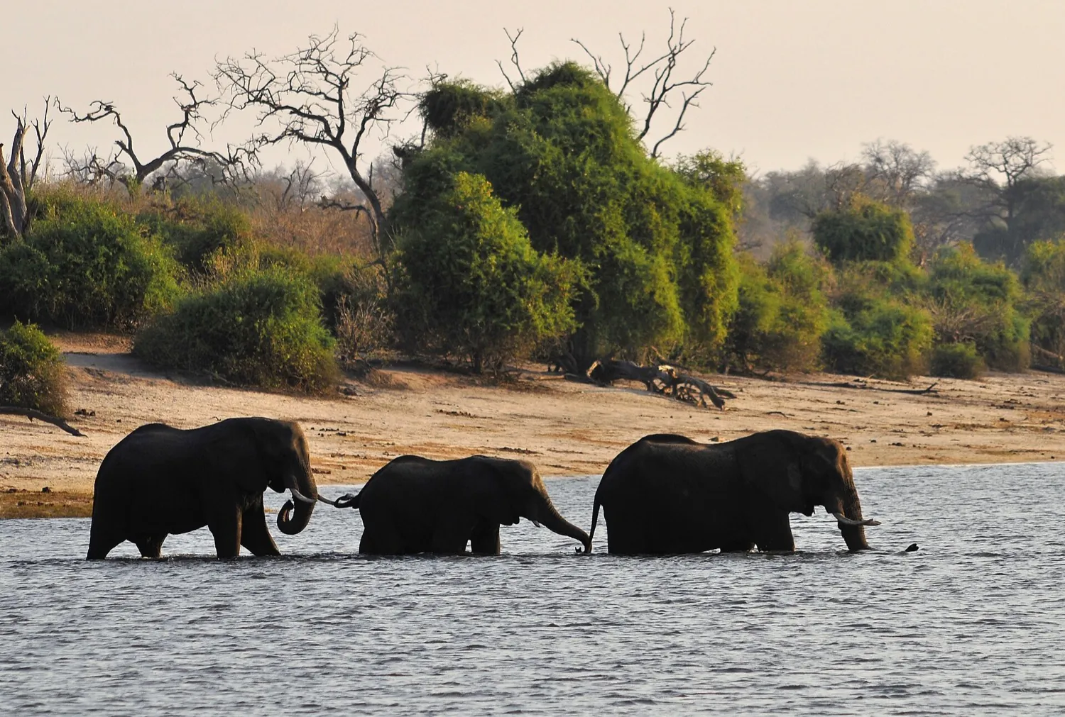 Botswana delta and Chobe River birding in 8 days (7 nights)