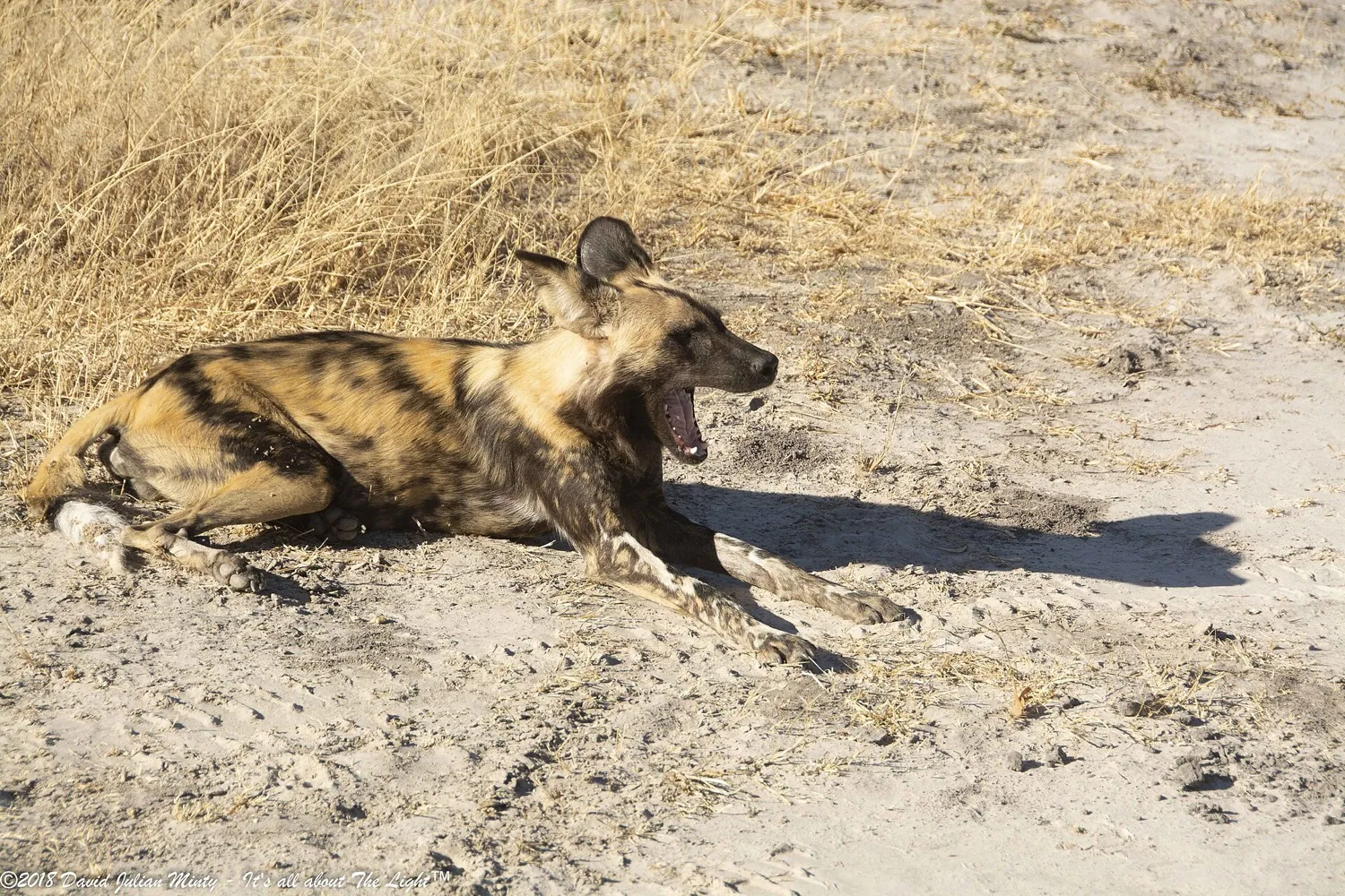 Botswana delta, Khwai and Chobe safari in 8 days (7 nights)