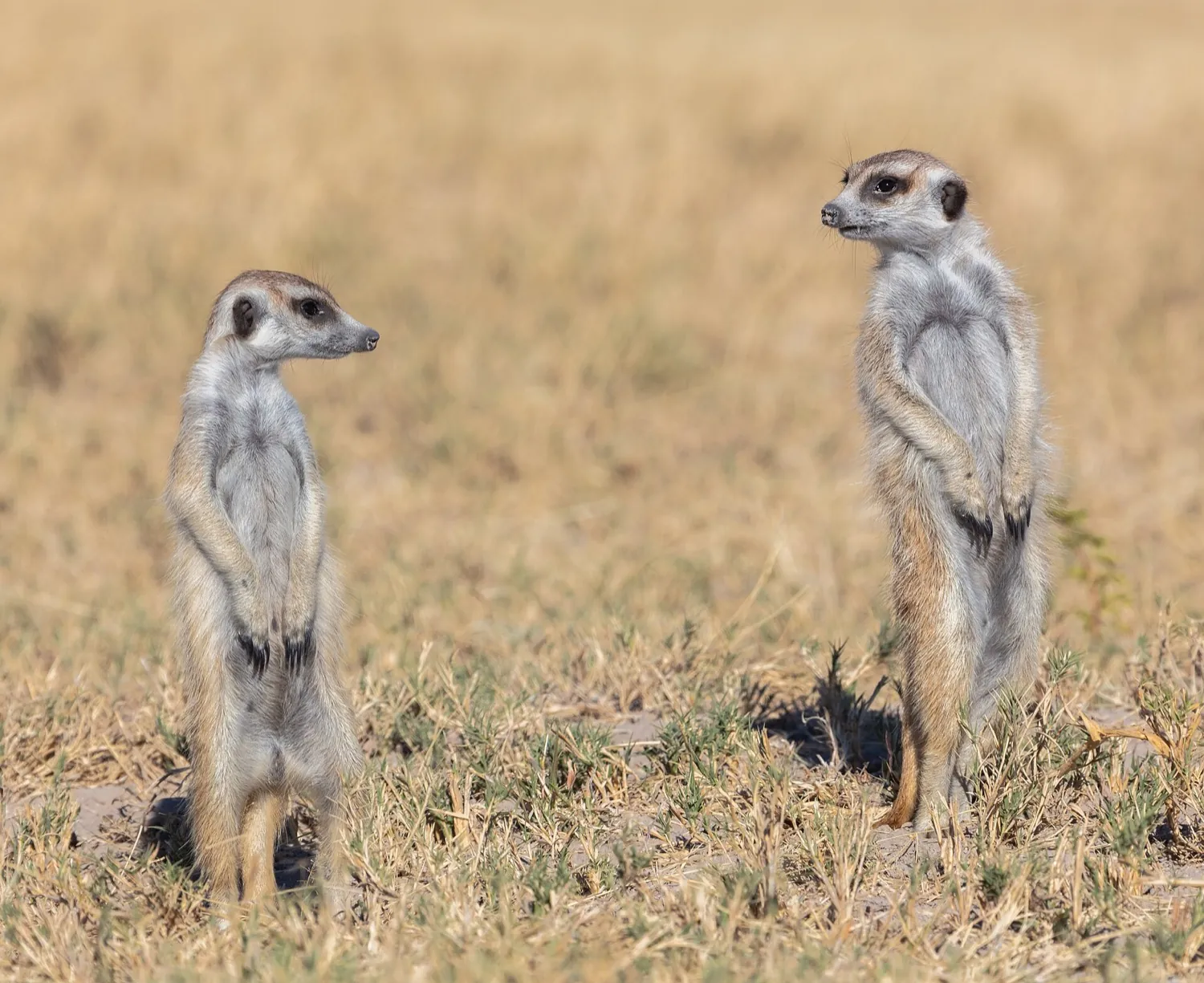 Makgadikgadi, Okavango and Linyanti safari in 8 days (7 nights)