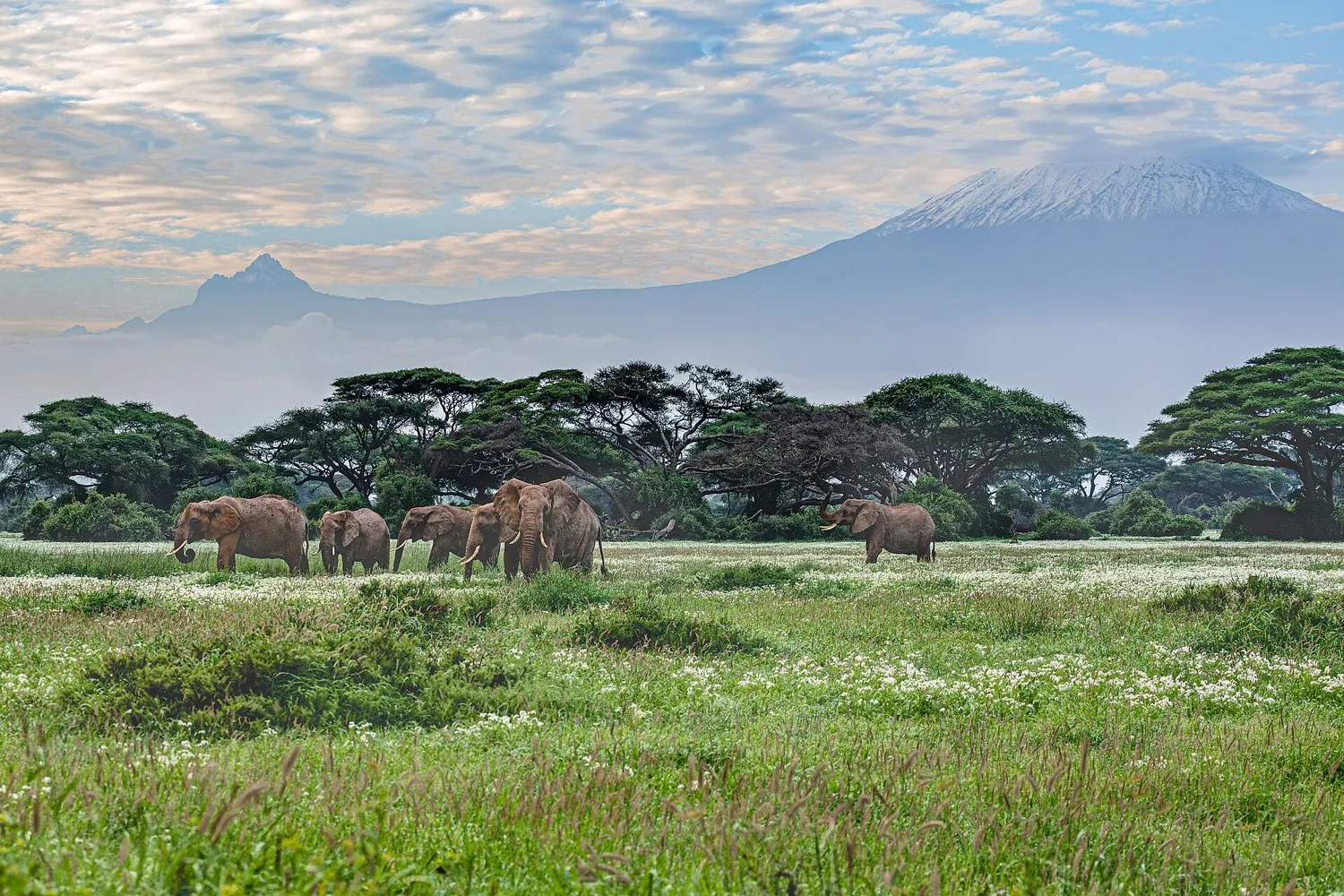 Amboseli and Tsavo West in 5 days (4 nights)