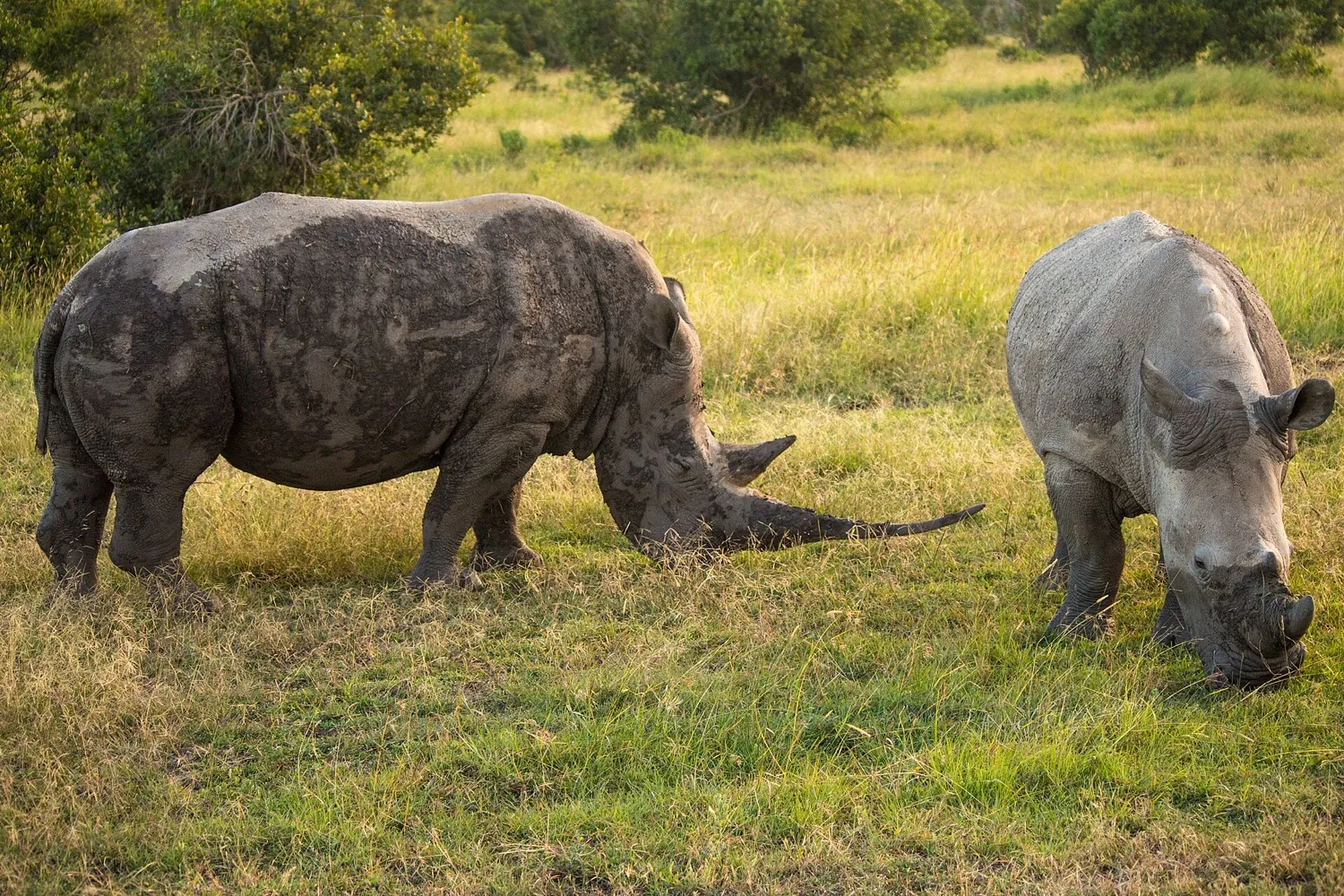Laikipia, Kenya