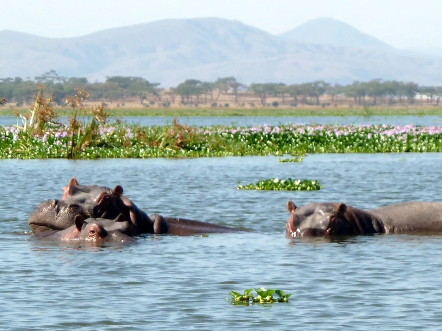 Lake Naivasha and Masai Mara in 4 days (3 nights)