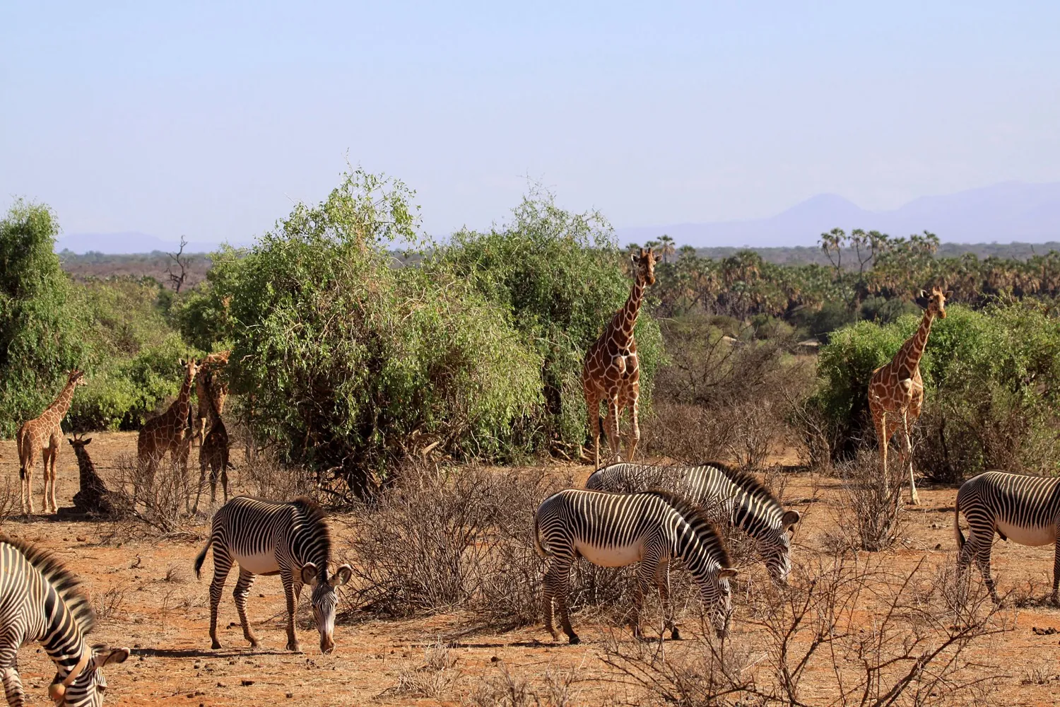 Samburu, the Rift Valley lakes and the Mara in 8 days (7 nights)