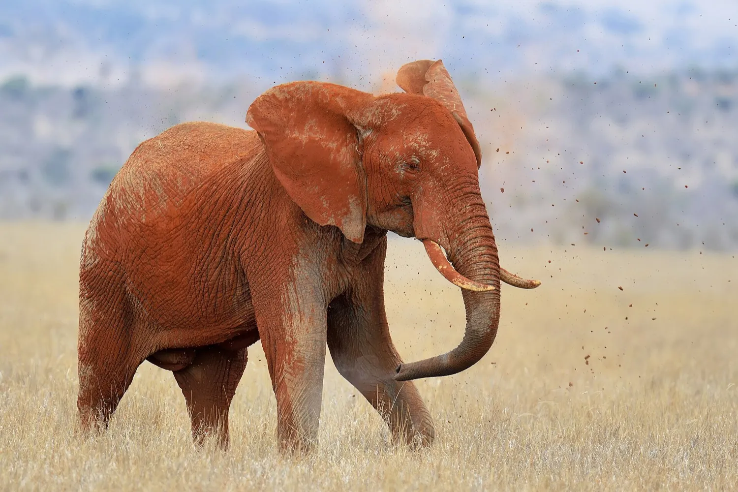 Kenya coast fishing and Tsavo in 6 days (5 nights)