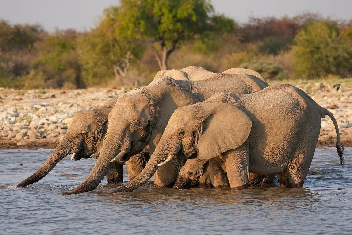 Etosha wildlife break in 5 days (4 nights)