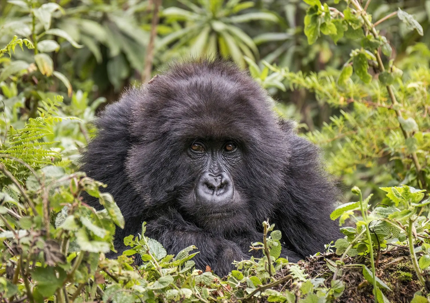 Musanze volcanoes break without a gorilla permit in 4 days (3 nights)