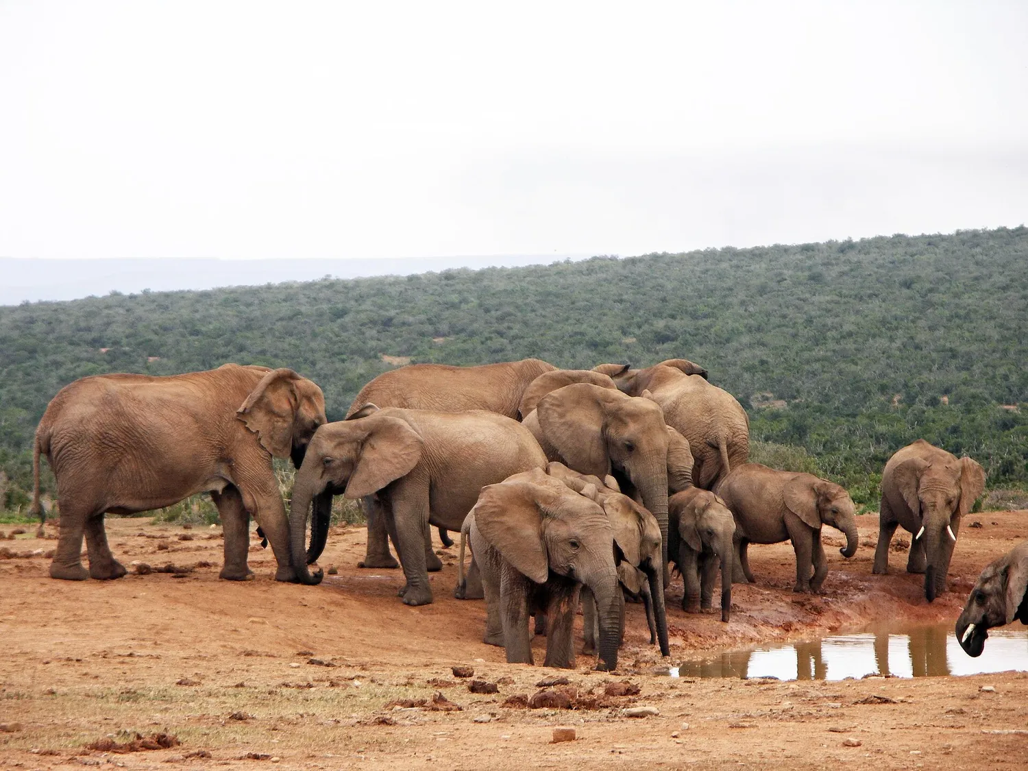 Addo