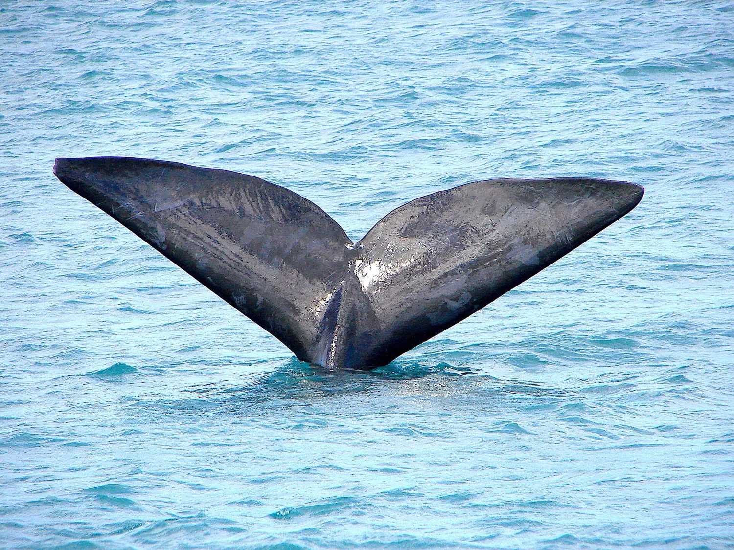 Hermanus, South Africa