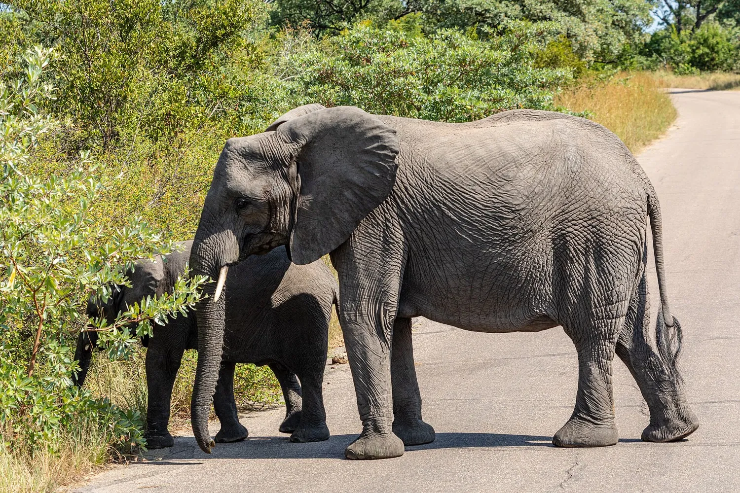 South Africa Kruger and Cape birding in 8 days (7 nights)