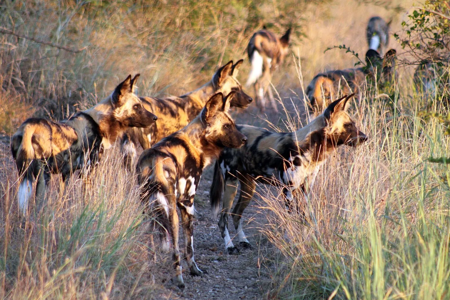 Pilanesberg and Madikwe malaria-free safari in 5 days (4 nights)