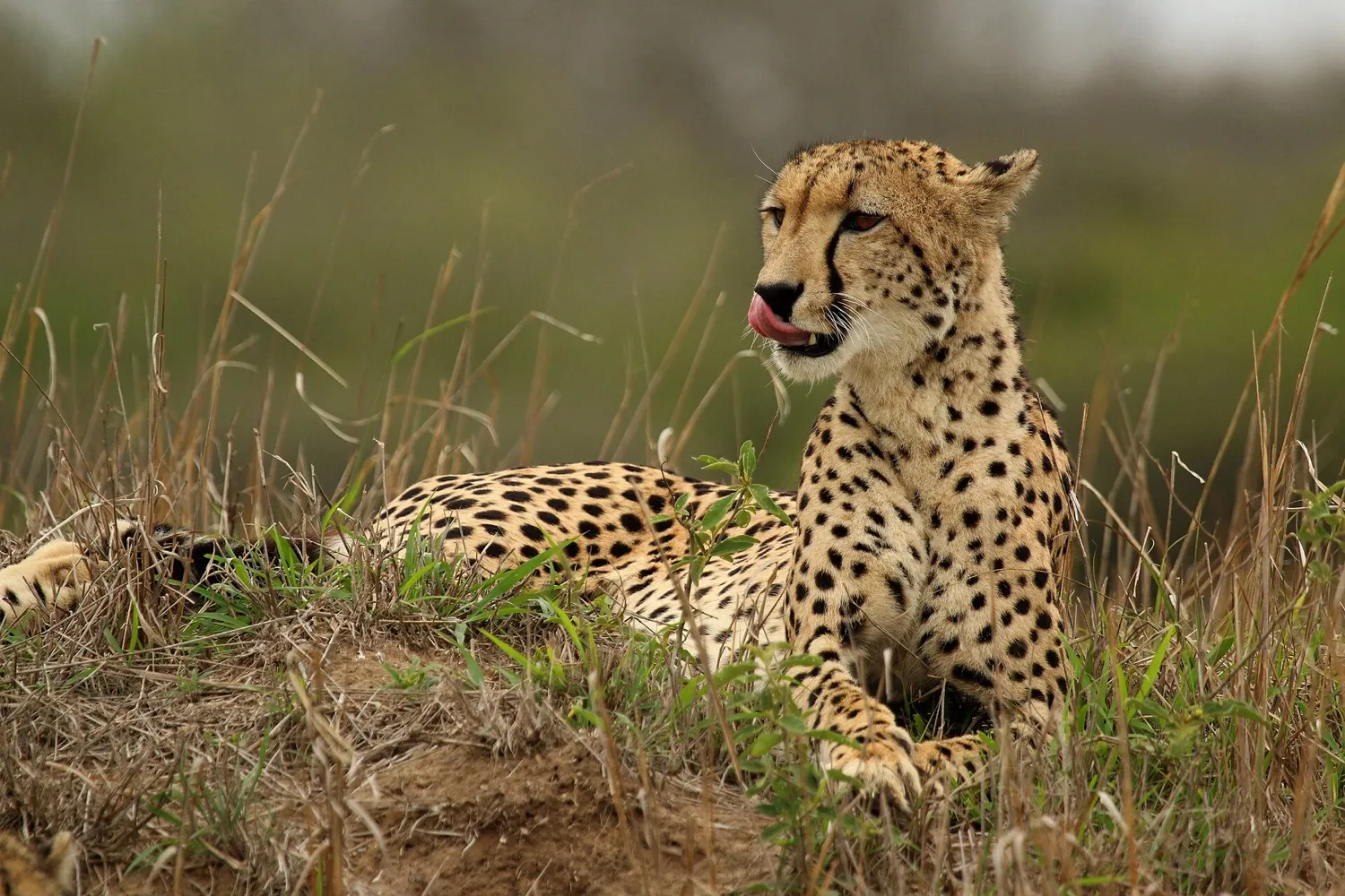 Zululand reserve and Maputaland beach in 8 days (7 nights)