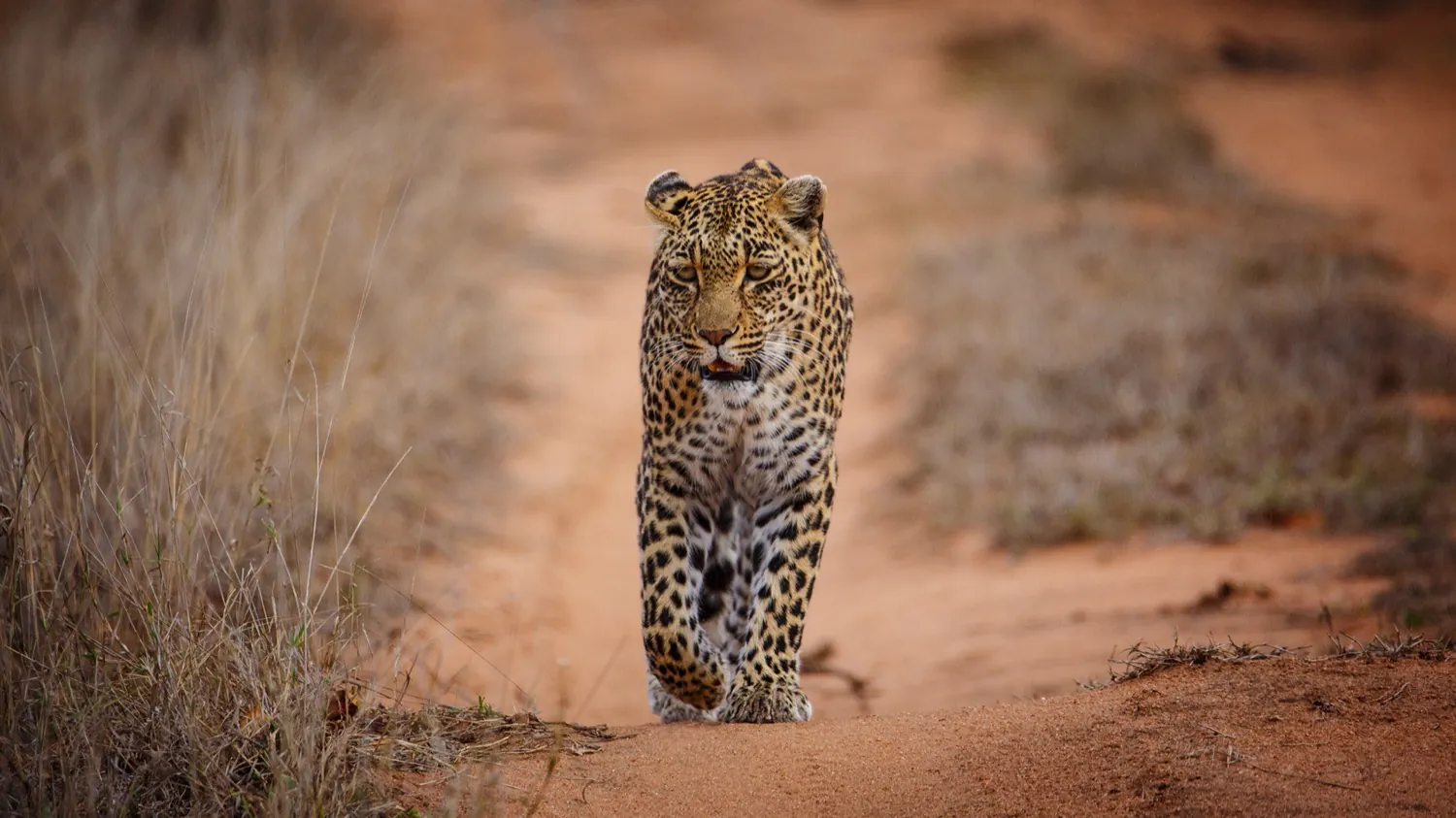 Sabi Sand, Sun City and Cape Town in 8 days (7 nights)