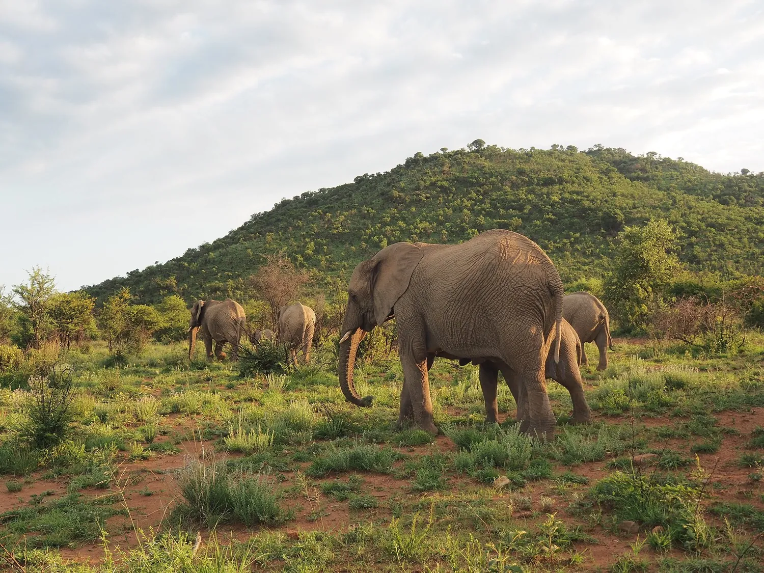 Sun City / Pilanesberg