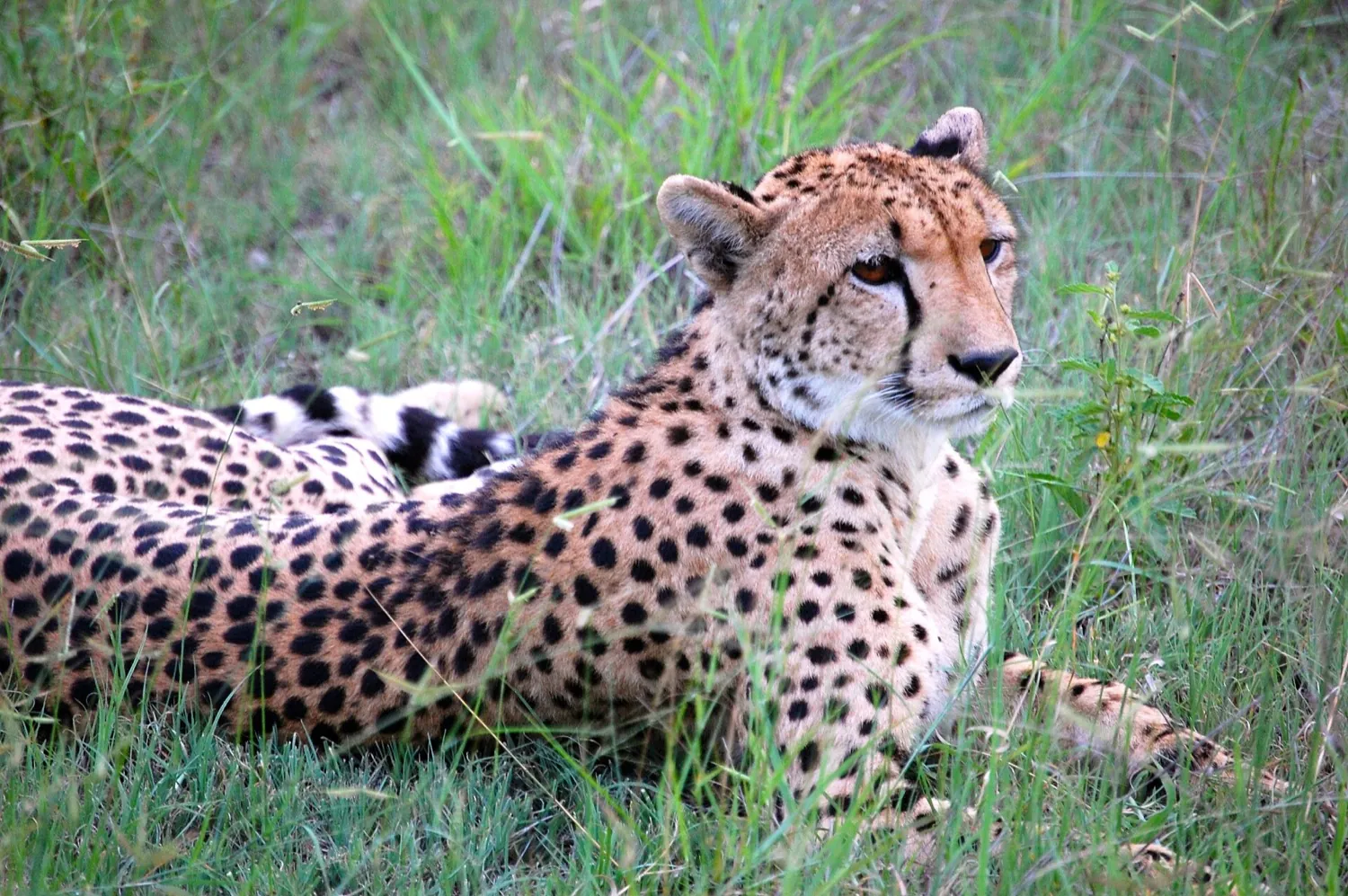 Thornybush