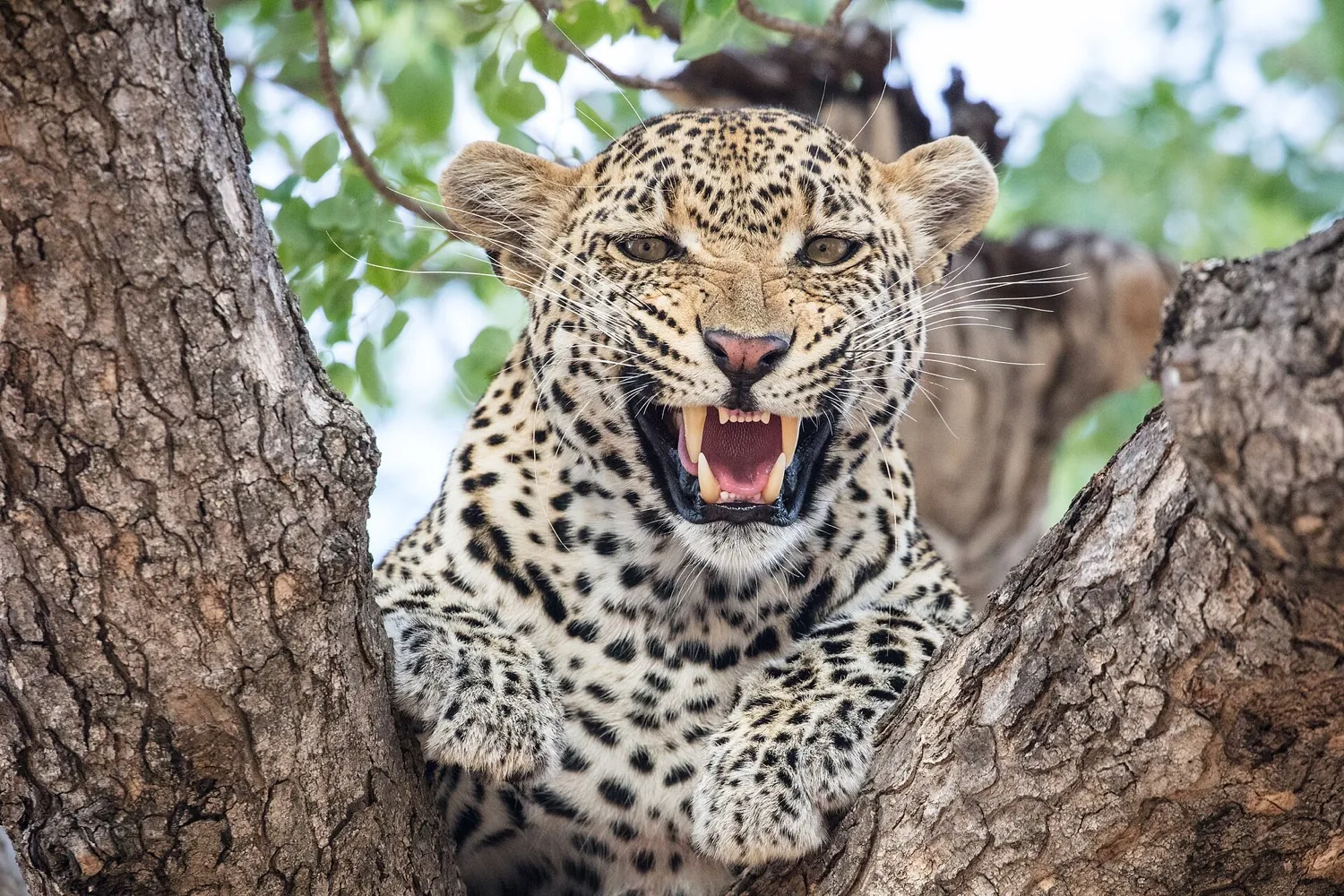 Timbavati, South Africa