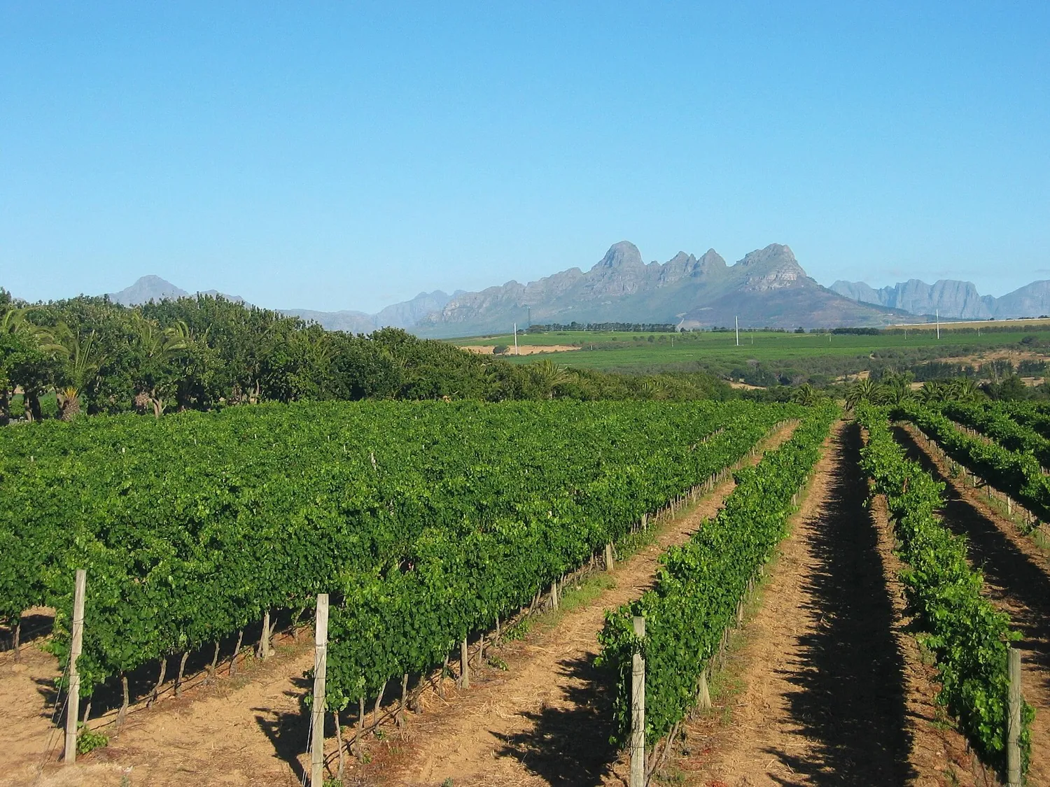 Winelands, South Africa