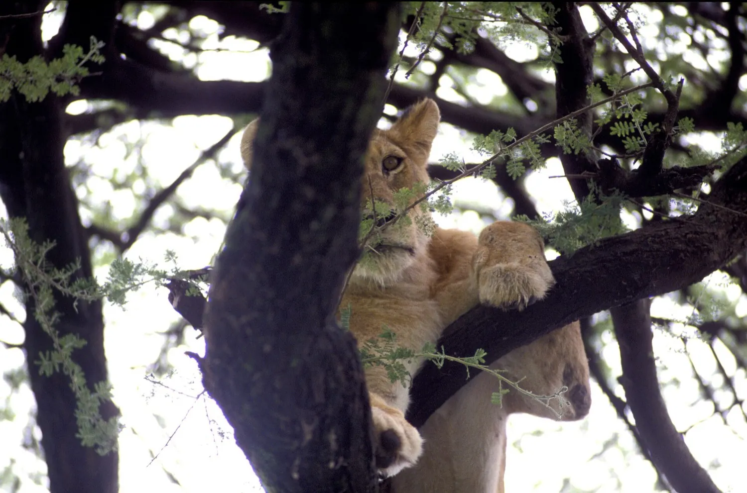 Lake Manyara and Tarangire short safari in 4 days (3 nights)