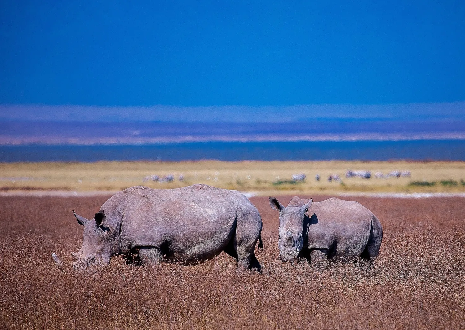 Ngorongoro rim and Serengeti on foot in 9 days (8 nights)