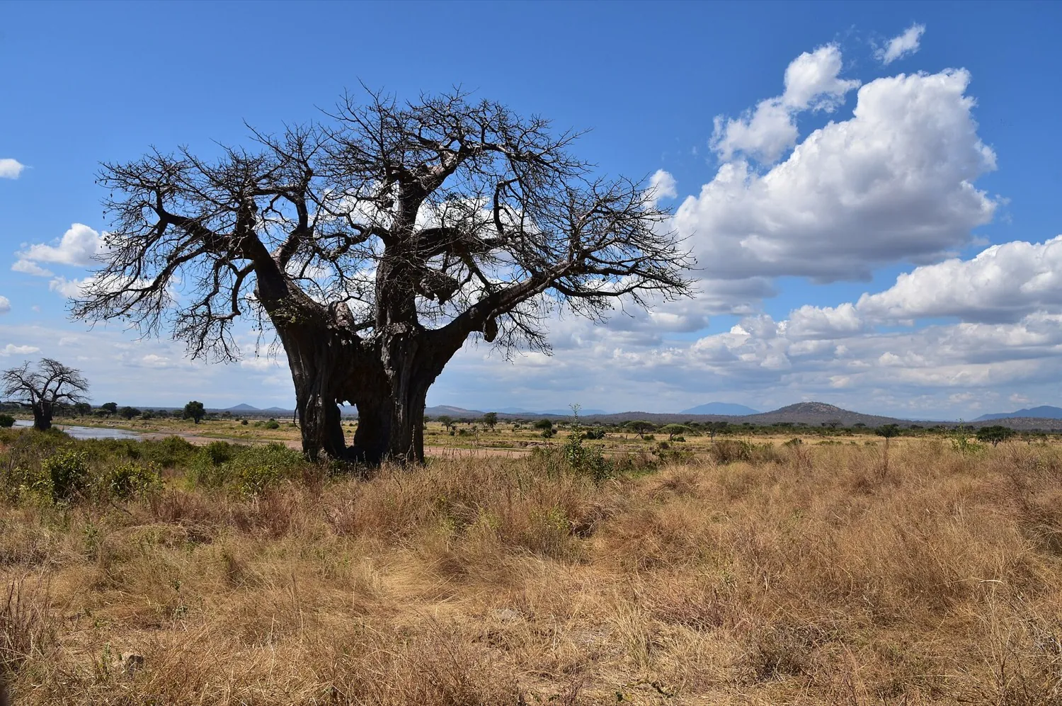 Ruaha and the Zanzibar coast in 9 days (8 nights)
