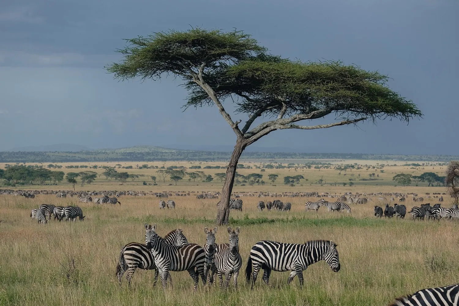 Serengeti