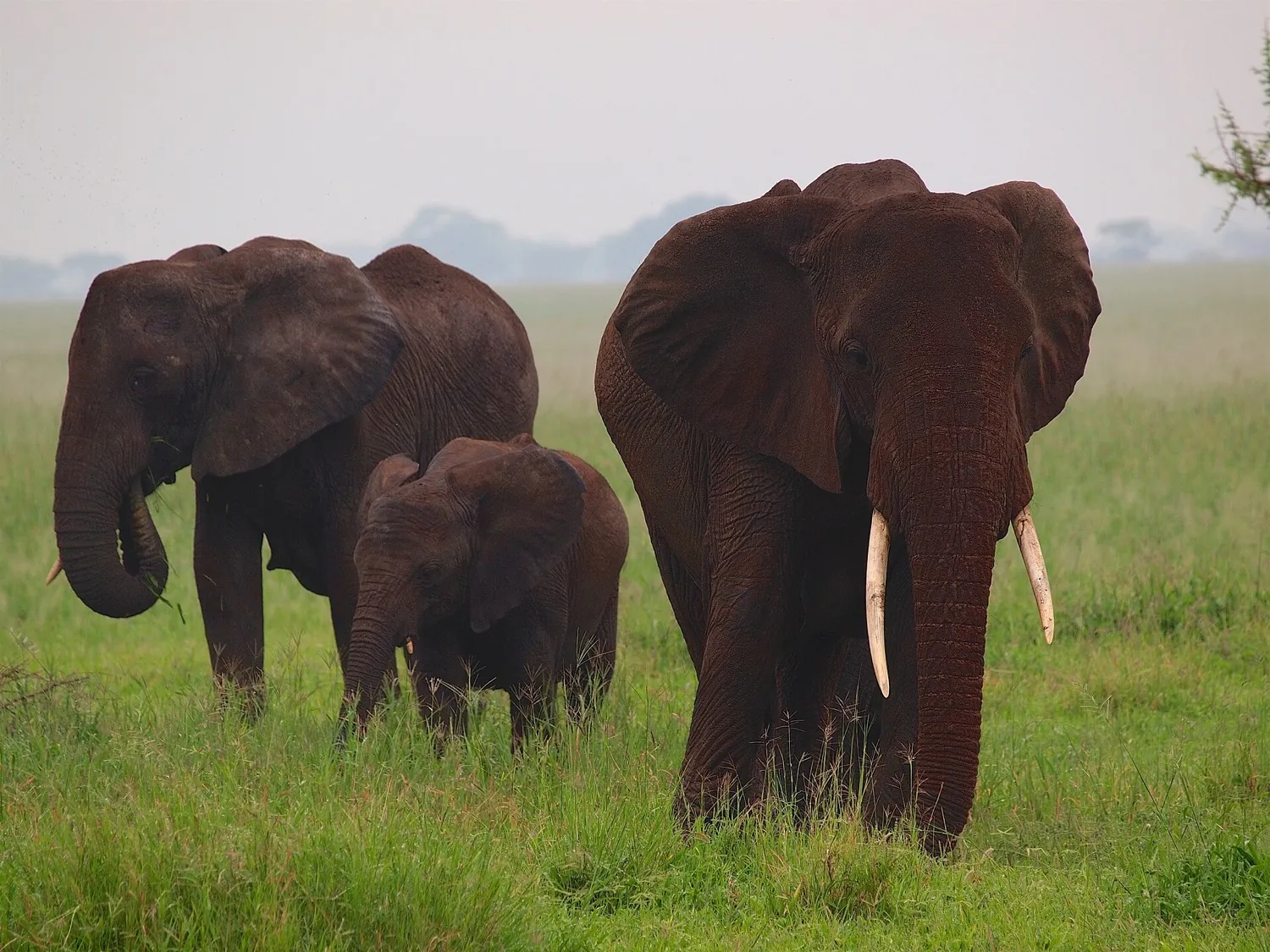 Tanzania honeymoon, Tarangire, Serengeti and Zanzibar in 11 days (10 nights)
