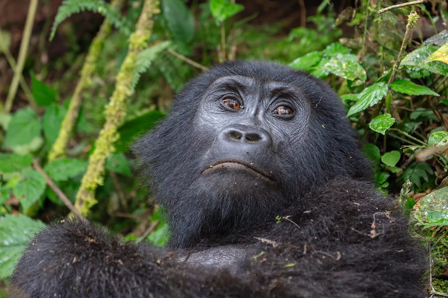 Bwindi fly-in gorilla break in 4 days (3 nights)