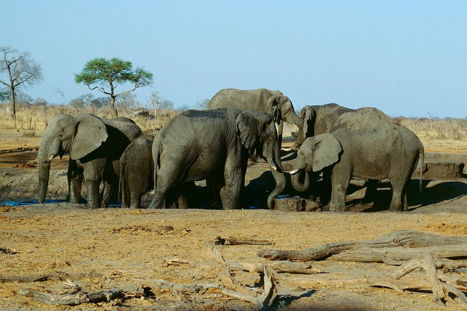 Hwange, Zimbabwe
